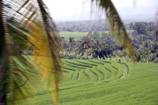 Terrazas de arroz camino de Denpasar