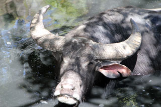 Búfalo bañándose en el río