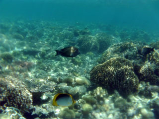 Alfombra de coral