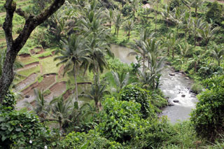 Terrazas de arroz junto al río