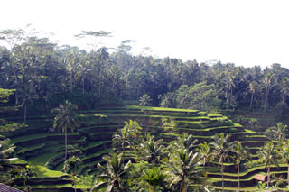 Terrazas de arroz de Ceking