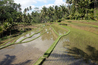 Terrazas de arroz de Gunung Kawi