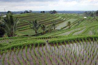 Terrazas de arroz de Jatiluwih