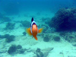 Nemo atacante