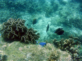 Corales y peces