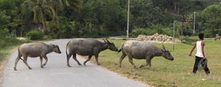 Búfalos cruzando