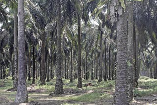 Plantación de palmeras