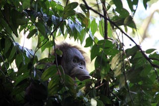 Orangután tras las ramas