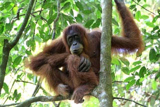 Orangután sentado