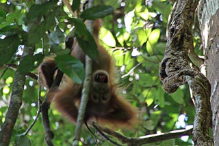 Cría de orangután