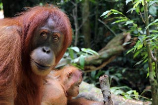 Orangután y su cría