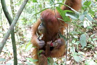 Orangután y su cría