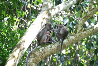 Macacos por Bukit Lawang