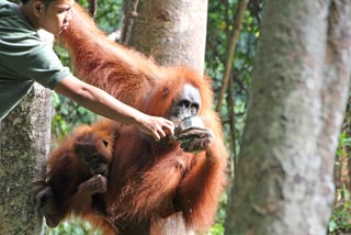 Dando de beber a un orangután