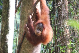 Orangután colgado