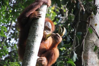 Orangután comiendo bananas