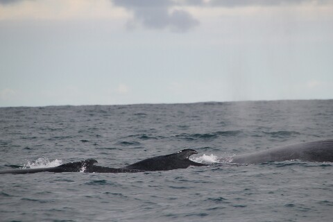 Familia de ballenas