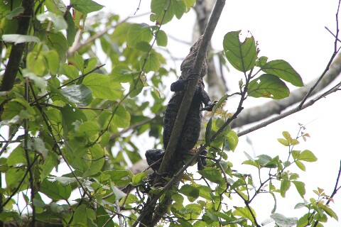 Iguana en árbol