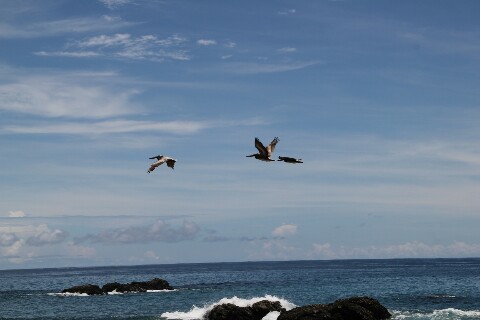Pelícanos volando