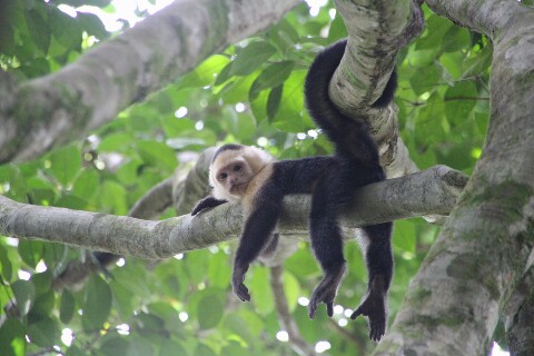 Capuchino descansando
