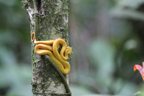 Serpiente amarilla