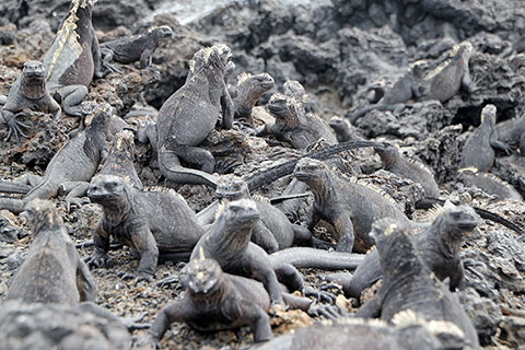 Grupo de iguanas
