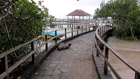 Lobitos durmiendo en Puerto Villamil
