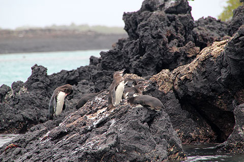 Pingüinos de las Galápagos