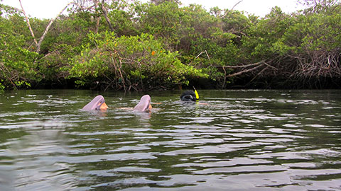 Nadando hacia los manglares