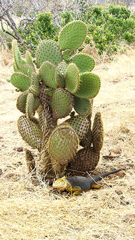 Iguana en el cactus