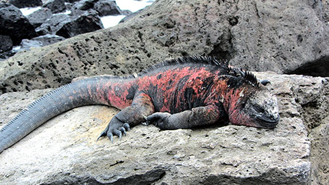 Iguana marina de la isla Floreana