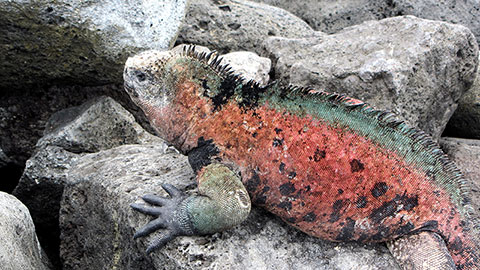Iguana roja y verde