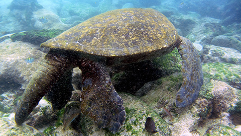 Tortuga marina paseando por el fondo