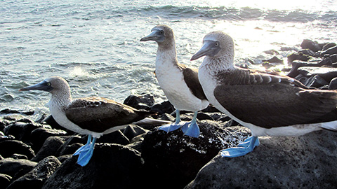 Piqueros de patas azules en el faro de Punta Carola