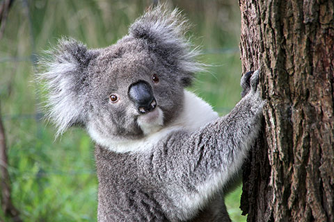 Koala subiendo a un árbol