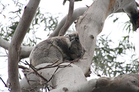 Koala acurrucado