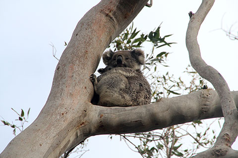 Koala con su cría