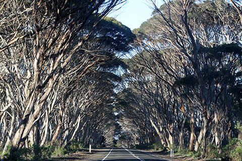 Carretera de Kangaroo Island