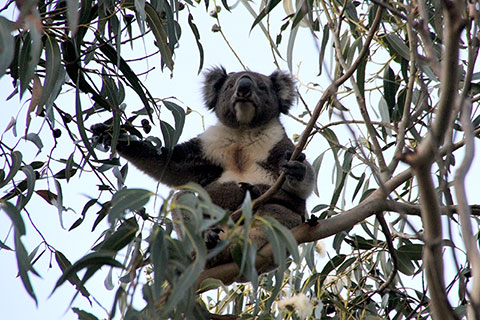 Koala comiendo hojas