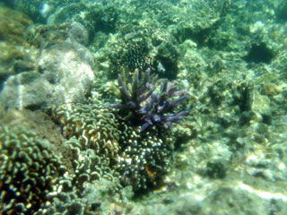 Coral moradito