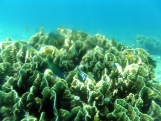 Coral con varios peces