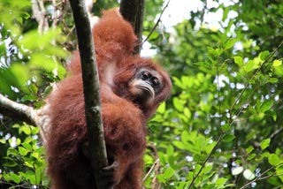Orangután sentado