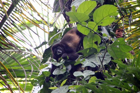 Mono aullador comiendo
