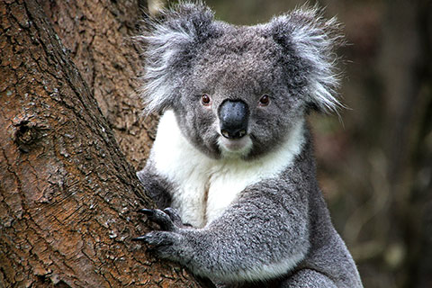 Koala posando