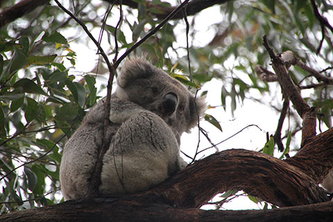 Un koala despierto!